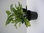 Aucuba Japonica "Crotonifolia"