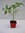 Tomate ronde charnue "Supersteack F1"