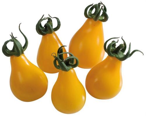 Tomate cerise allongée "Yellow Pearshaped"