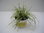Carex Oshimensis Evergold