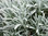 Helichrysum "Thianschanicum"