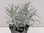 Helichrysum "Thianschanicum"