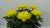 Chrysanthème 5 fleurs