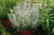 Helichrysum Angustifolia "Tall Curry"