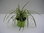 Carex Morrowii "Vanilla Ice"