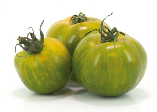 Tomate ronde zébrée "Green Zebra"