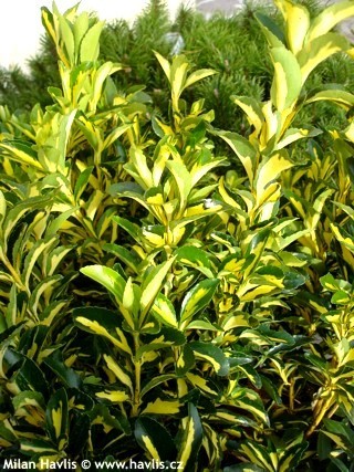 Euonymus Japonicus "Gold Queen"