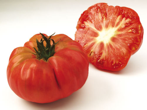 Tomate côtelée "Potiron écarlate"