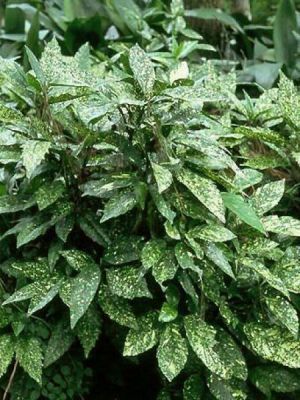 Aucuba Japonica "Crotonifolia"