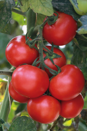 Tomate ronde "Grappelina F1"