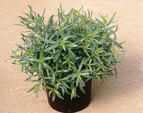 Artemisia Dracunculus "Vrai" (Estragon)
