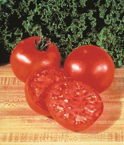 Tomate ronde charnue "Supersteack F1"