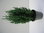 Juniperus Chinenesis "Stricta"