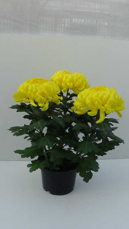 Chrysanthème 3 fleurs