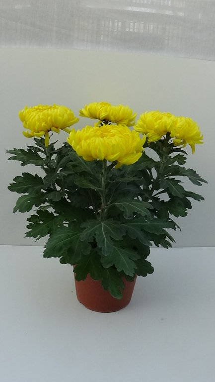 Chrysanthème 4 fleurs