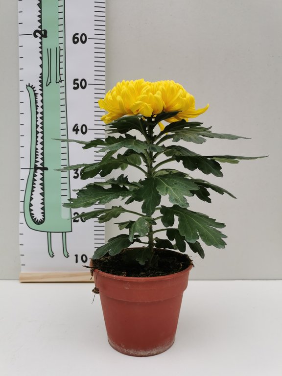 Chrysanthème 1 fleur
