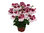 Pelargonium "Florella Bicolor"