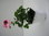 Pelargonium "Florella Bicolor"