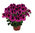 Pelargonium "Florella Magenta"