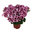 Pelargonium "Florella Purple"
