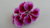 Pelargonium "Florella Purple"
