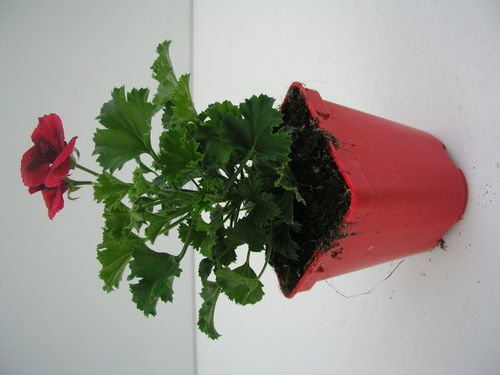 Pelargonium "Florella Velvet"