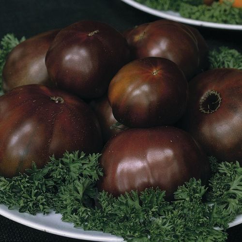Tomate ronde de couleur "Noire Russe"