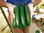 Concombre demi-long lisse "Crockdelis"