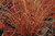 Carex Petriei "Bronze Form"