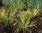 Carex Brunnea "Jubilo"