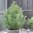 Pinus Pinea "Silver Crest" (Pin parasol)