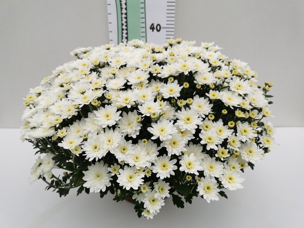 Chrysanthème Pomponette Blanc